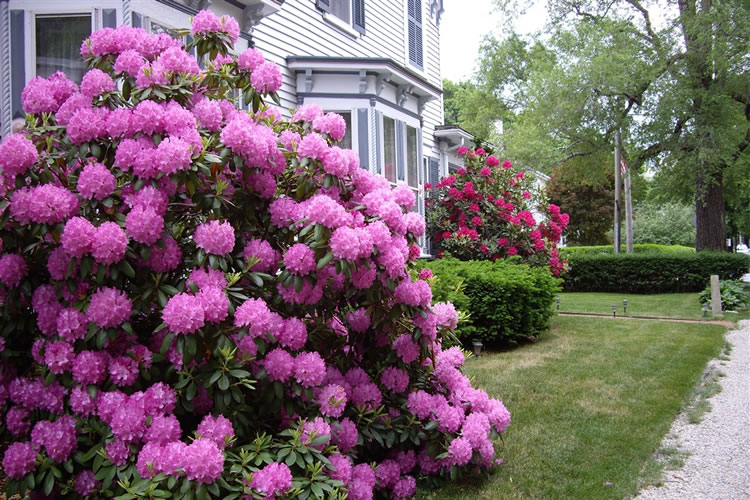 Rhododendron next to Inn