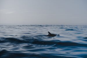 Dorsal fin of a dolphin breaking through the top of the water. 