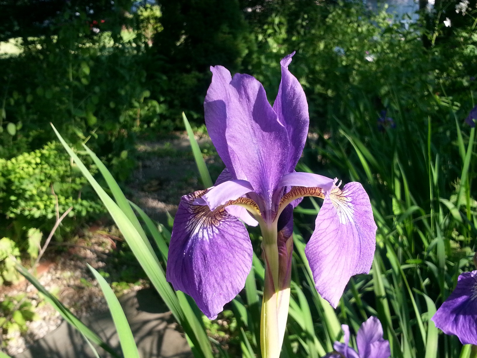 Iris blooming at the Inn