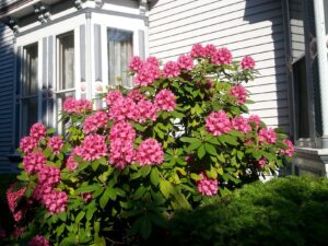 Rhododendron shrub in front of Inn