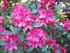 Hot pink rhododendron