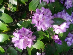 Lilac rhododendron at the Inn