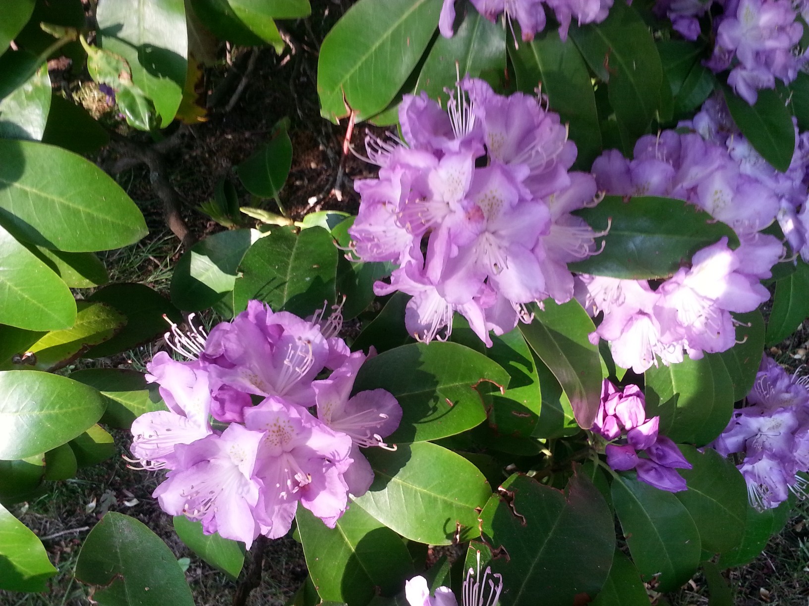 Lilac color rhododendron