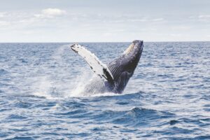 Humpback whale "breaching" in the water off Cape Cod