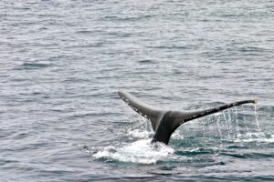 The tail of a whale ready to reenter the water.