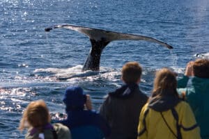 People watching a whale tail from a wale watching boat